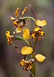 Diuris pardina Leopard orchid 3
